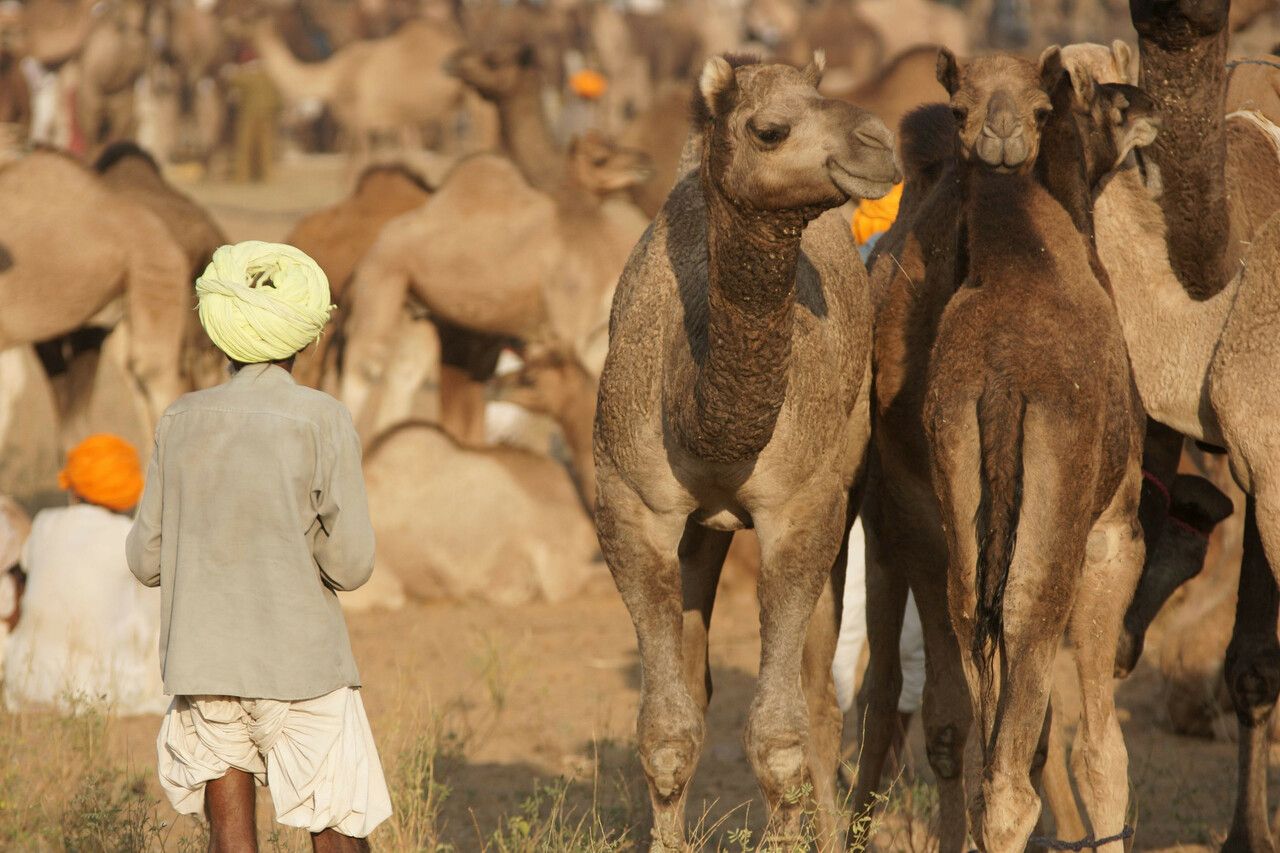 Kamelhirte steht mit seinen Kamelen auf der Messe von Pushkar. Rajasthan, Indien - Foto von Jeremy Richards