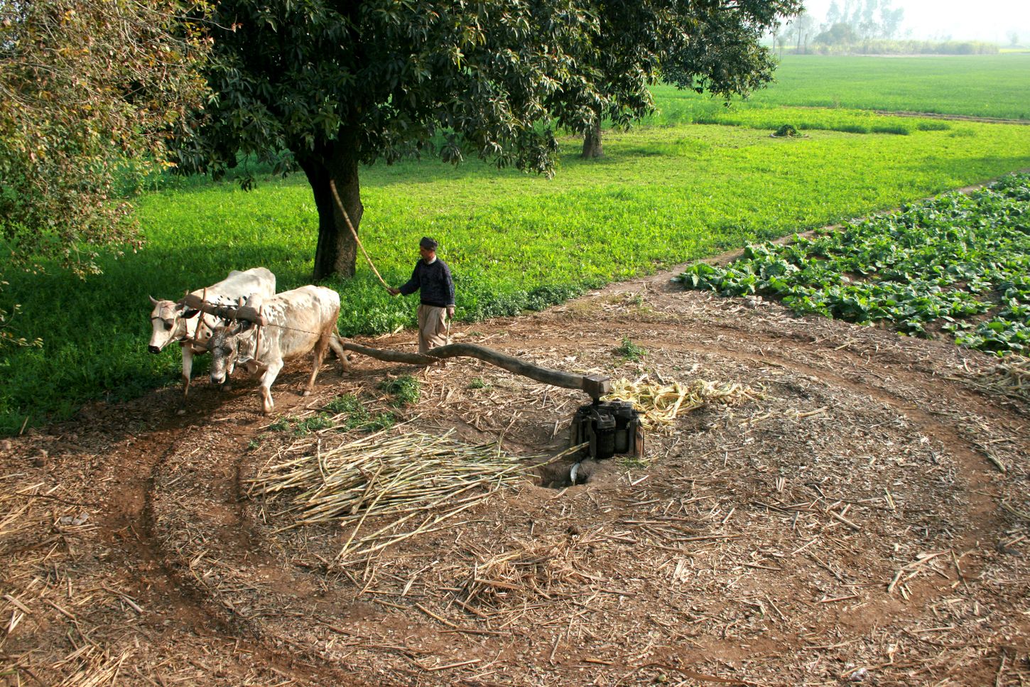 Zuckerrohrsaft, der auf der Prakriti-Farm gewonnen wird