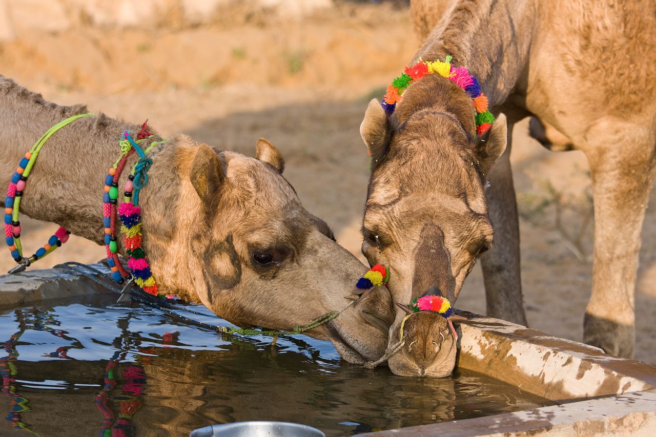 Kamel stillen ihren Durst in Pushkar