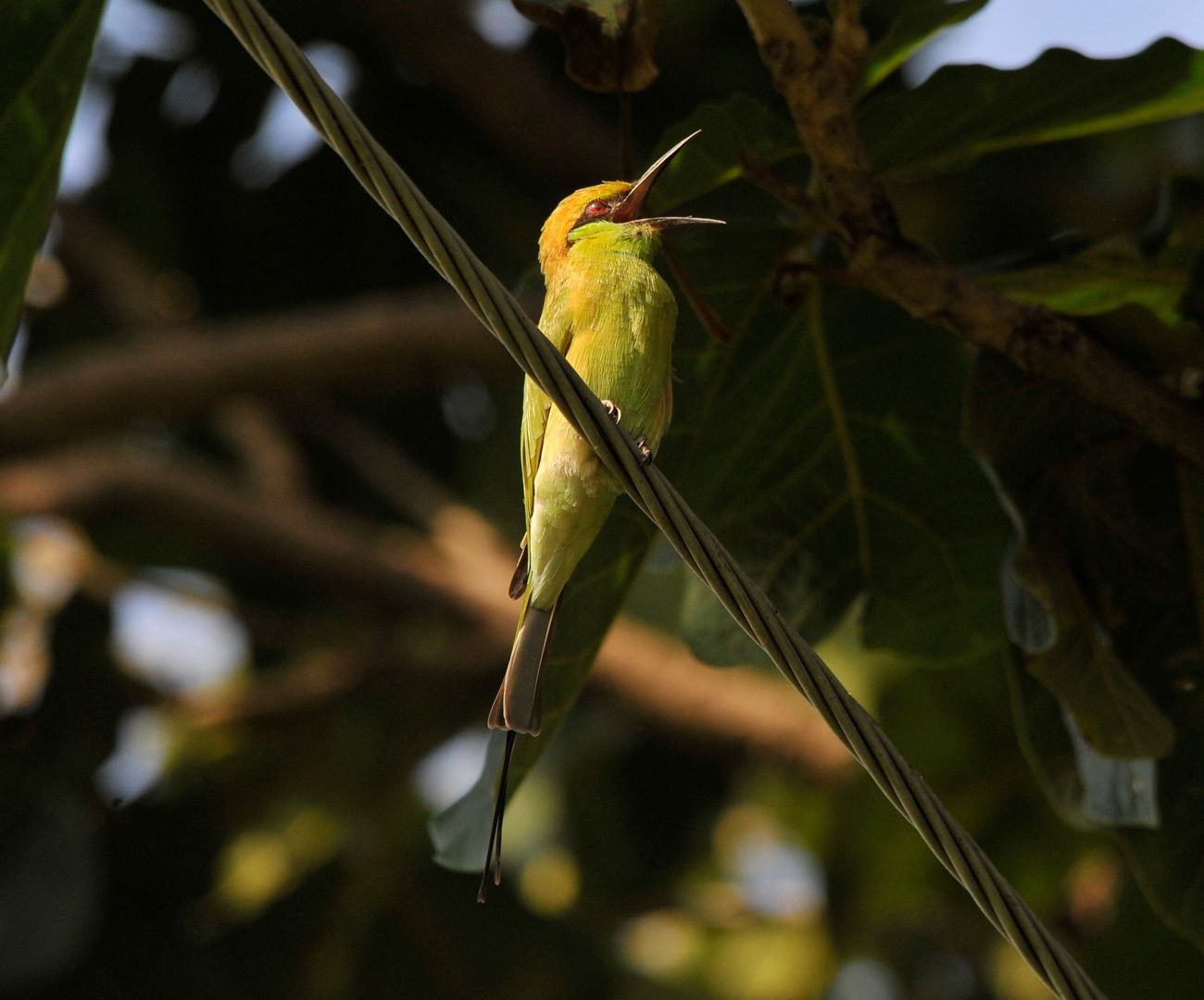 Ein kleiner Vogel sitzt auf einem Seil Sunder Nursery New Delhi