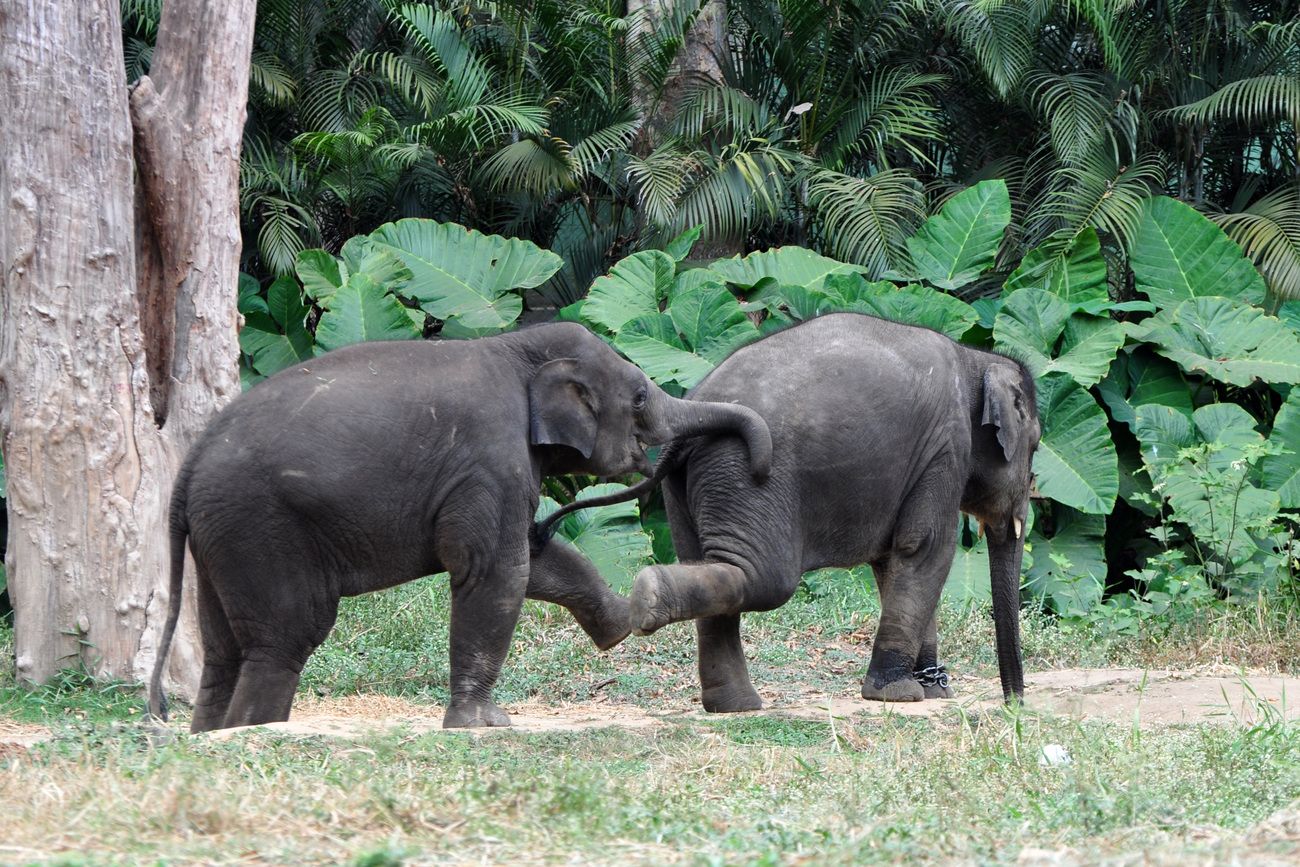 Zwei asiatische Elefantenbabys im Bannerghatta National Park in Bangalore, Karnataka