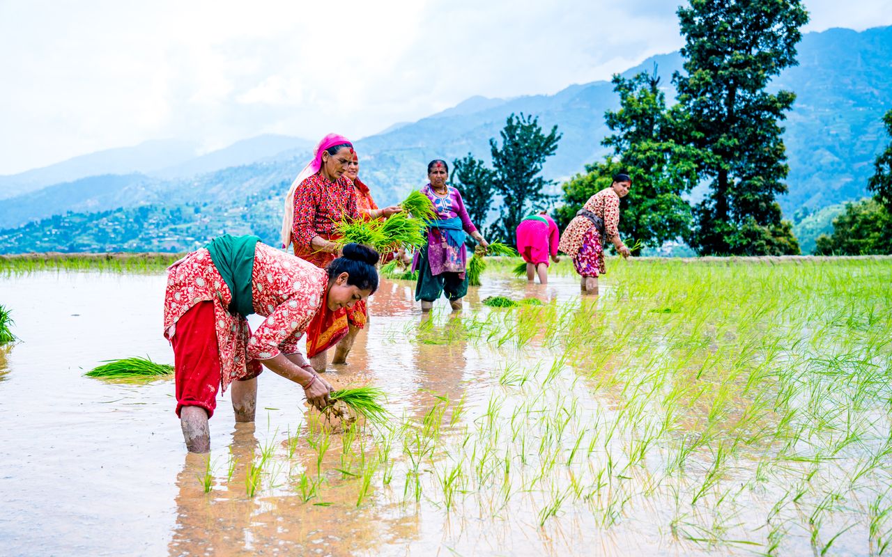 Frauen pflanzen Reissamen am Stadtrand von Kathmandu